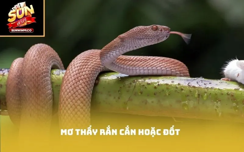 Mơ thấy rắn cắn hoặc đốt