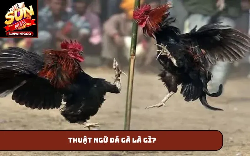 Thuật ngữ đá gà là gì?