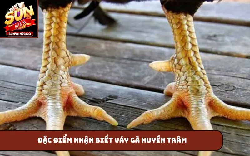 Đặc điểm nhận biết vảy gà huyền trâm