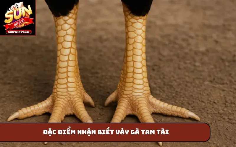 Đặc điểm nhận biết vảy gà tam tài