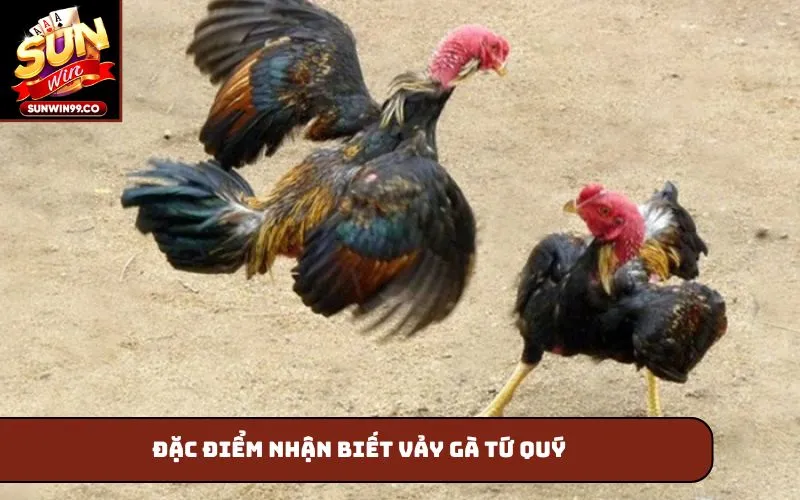 Đặc điểm nhận biết vảy gà tứ quý