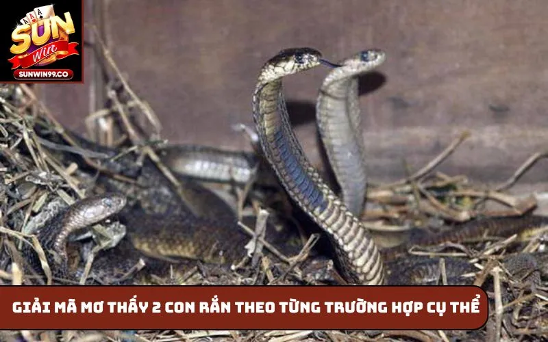 Giải mã Mơ thấy 2 con rắn theo từng trường hợp cụ thể