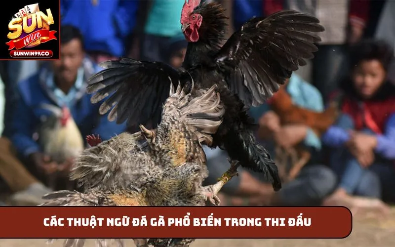 Các thuật ngữ đá gà phổ biến trong thi đấu