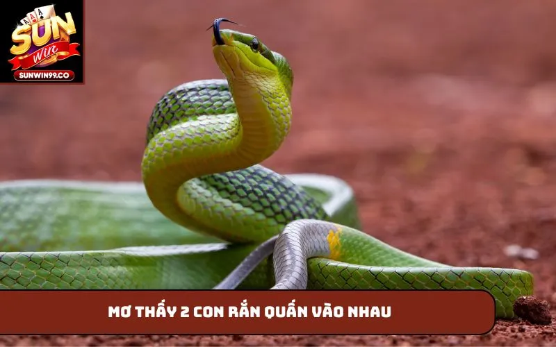 Mơ thấy 2 con rắn quấn vào nhau