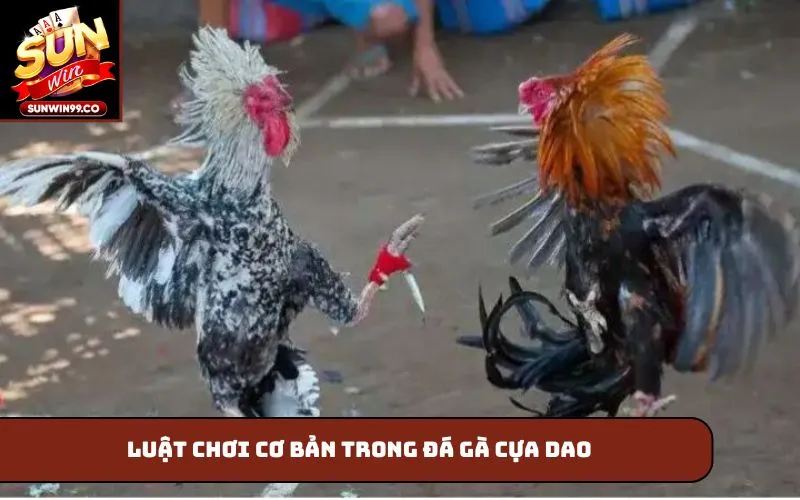 Luật chơi cơ bản trong đá gà cựa dao