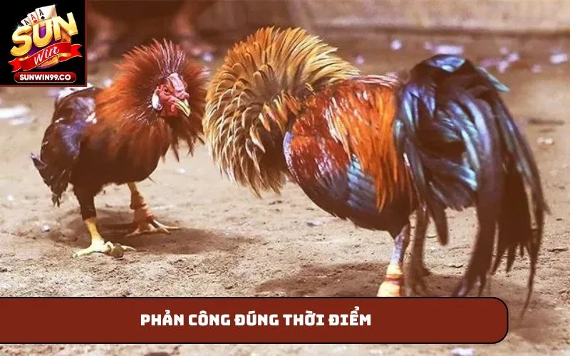 Phản công đúng thời điểm
