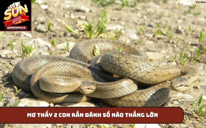 Mơ thấy 2 con rắn đánh số nào thắng lớn