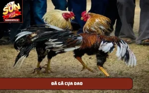 Đá gà cựa dao