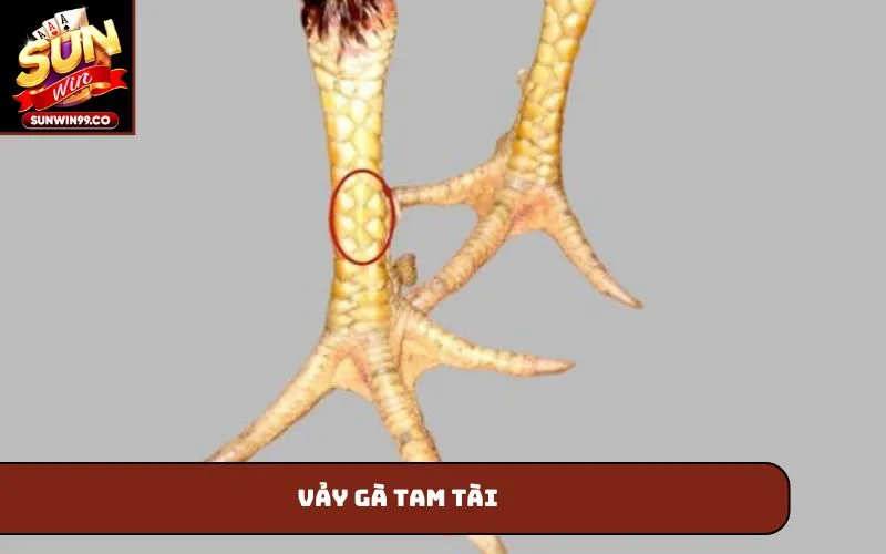 Vảy gà tam tài