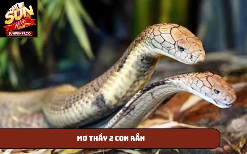 Mơ thấy 2 con rắn